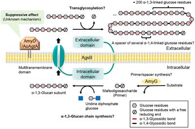 Cleavage of α-1,4-glycosidic linkages by the glycosylphosphatidylinositol-anchored α-amylase AgtA decreases the molecular weight of cell wall α-1,3-glucan in Aspergillus oryzae